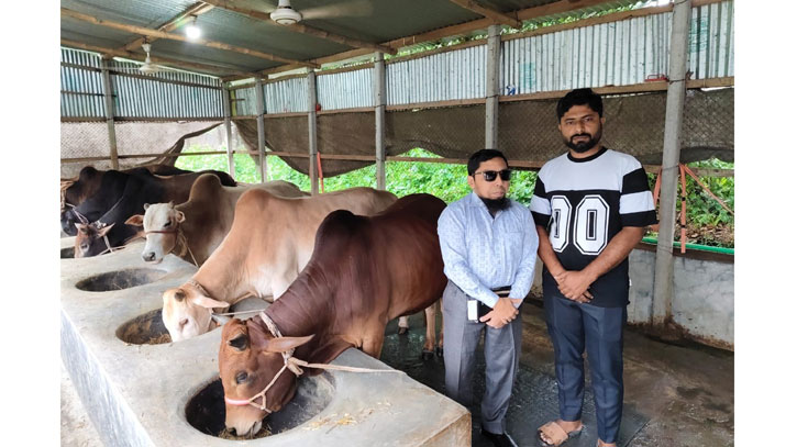 কোরবানি ঈদকে সামনে রেখে গরু প্রস্তুতে ব্যাস্ত ঈশ্বরগঞ্জের খামারির কোরবানি ঈদকে সামনে রেখে গরু প্রস্তুতে ব্যাস্ত ঈশ্বরগঞ্জের খামারির