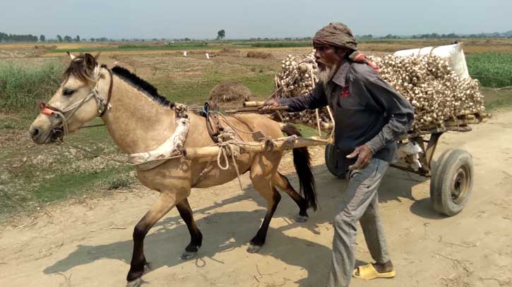 রবিশস্য পরিবহনে কদর বাড়ছে চাকাযুক্ত বাহনের