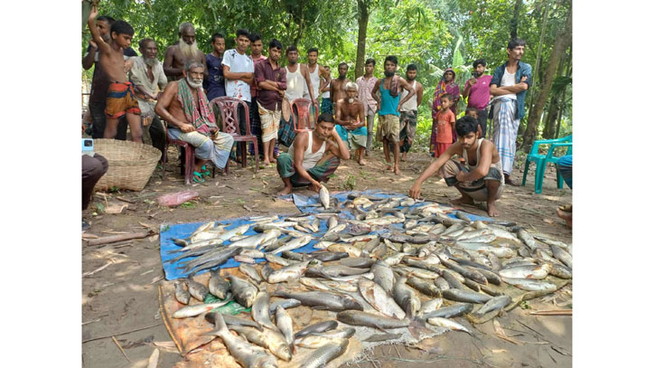 পূর্ব শত্রুতার জেরে পুকুরে বিষ প্রয়োগে মাছ নিধনের অভিযোগ