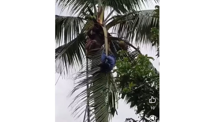ডাব পাড়তে গিয়ে বিদ্যুৎস্পৃষ্ঠে প্রাণ গেল ব্যবসায়ীর ডাব পাড়তে গিয়ে বিদ্যুৎস্পৃষ্ঠে প্রাণ গেল ব্যবসায়ীর