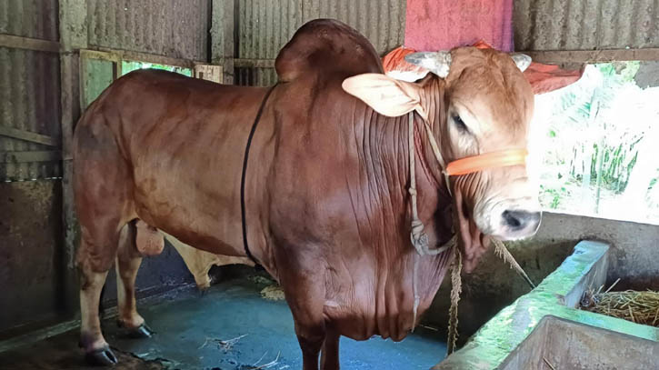হাট মাতাবে ১ টনের ‘লালবাবু’ দাম ১২ লাখ