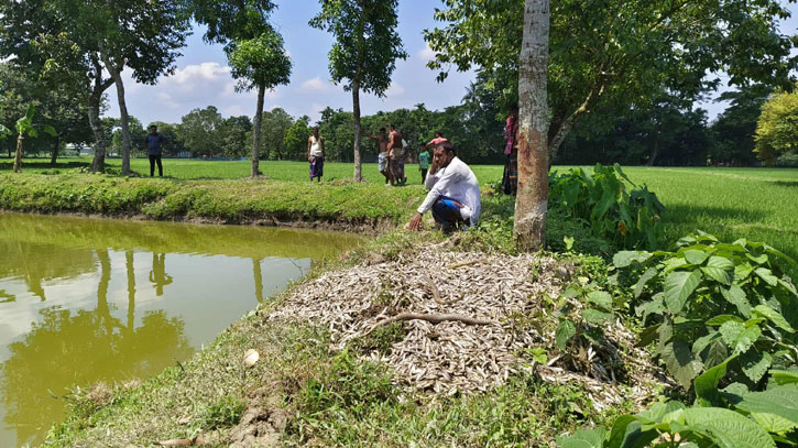 ঈশ্বরগঞ্জে পুকুরে বিষ প্রয়োগের অভিযোগ, ৩ লাখ টাকার ক্ষতি ঈশ্বরগঞ্জে পুকুরে বিষ প্রয়োগের অভিযোগ, ৩ লাখ টাকার ক্ষতি