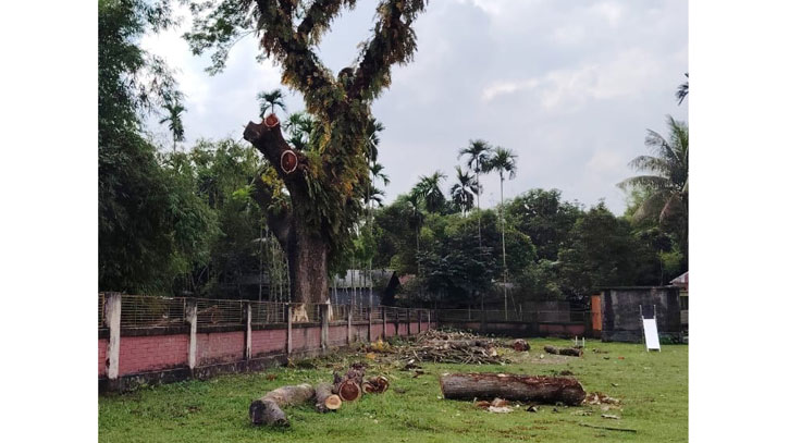 বিদ্যালয়ের শতবর্ষী গাছ ব্যক্তি মালিকানা দেখিয়ে বিক্রির অভিযোগ বিদ্যালয়ের শতবর্ষী গাছ ব্যক্তি মালিকানা দেখিয়ে বিক্রির অভিযোগ