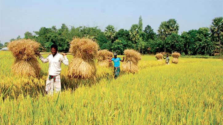 কাহারোলে বোরো ধানের ন্যায্য মূল্য নিয়ে শঙ্কায় কৃষক কাহারোলে বোরো ধানের ন্যায্য মূল্য নিয়ে শঙ্কায় কৃষক