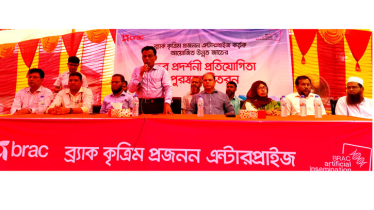 ব্র্যাক কৃত্রিম প্রজনন এন্টারপ্রাইজের গবাদিপ্রাণির বাছুর প্রদর্শণ