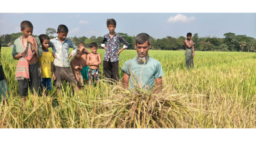 গৌরীপুরে ধানখেত বিষাক্ত ওষুধ দিয়ে ধান নষ্ট করার অভিযোগ