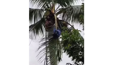 ডাব পাড়তে গিয়ে বিদ্যুৎস্পৃষ্ঠে প্রাণ গেল ব্যবসায়ীর