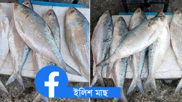 ইলিশ নিয়ে প্রতারণা ঠেকাতে ৭ ফেসবুক পেজ নিবন্ধন