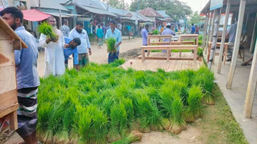 জমে উঠেছে রোপা আমন ধানের চারা বিক্রির হাট