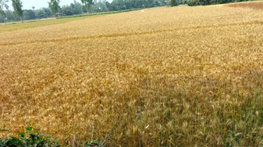 তাড়াশে গমের ফলনে খুশি কৃষ‌ক