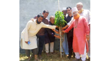 সবুজায়নে শিকারপুর-কৃষ্ণপুর উচ্চ বিদ্যালয়ে বৃক্ষরোপণ