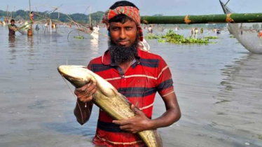 নান্দাইলে ঐতিহ্যবাহী ‘হাইত উৎসবে’ মাছ ধরার হিড়িক