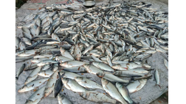 ঈশ্বরগঞ্জে পুকুরে বিষ ১০ লাখ টাকার ক্ষতি!