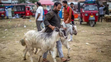 দুই ছাগল বিক্রি হলো ৫১ লাখ টাকা