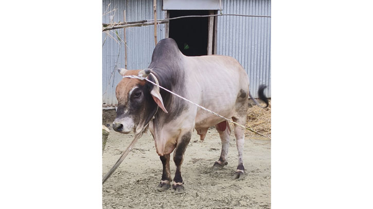 কুরবানির হাট মাতাবে ৮০০ কেজির ‘সম্রাট’, দাম হাঁকছে ৮ লাখ কুরবানির হাট মাতাবে ৮০০ কেজির ‘সম্রাট’, দাম হাঁকছে ৮ লাখ