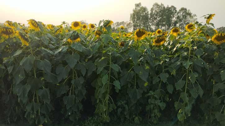 সবুজ পাতার আড়ালে সূর্যমুখীর হাসি সবুজ পাতার আড়ালে সূর্যমুখীর হাসি