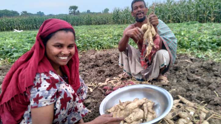 মিষ্টি আলু তুলছেন কৃষক...