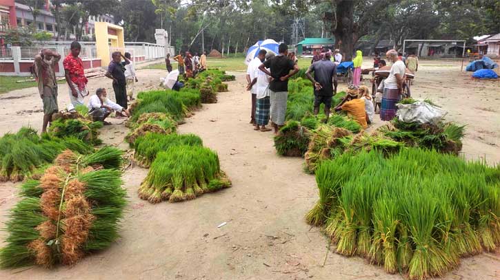 সিরাজগঞ্জে আমন রোপনে ব্যাস্ত কৃষক, দাম নেই চারার