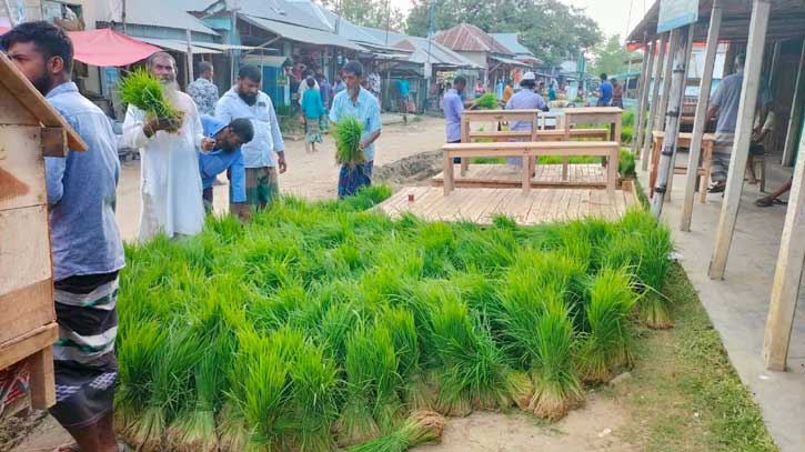 জমে উঠেছে রোপা আমন ধানের চারা বিক্রির হাট জমে উঠেছে রোপা আমন ধানের চারা বিক্রির হাট