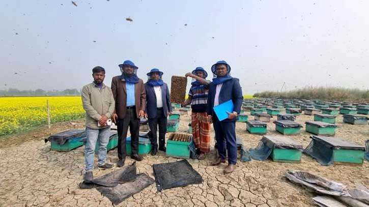 চলনবিলে মধু উৎপাদনে ব্যস্ত মৌয়ালরা