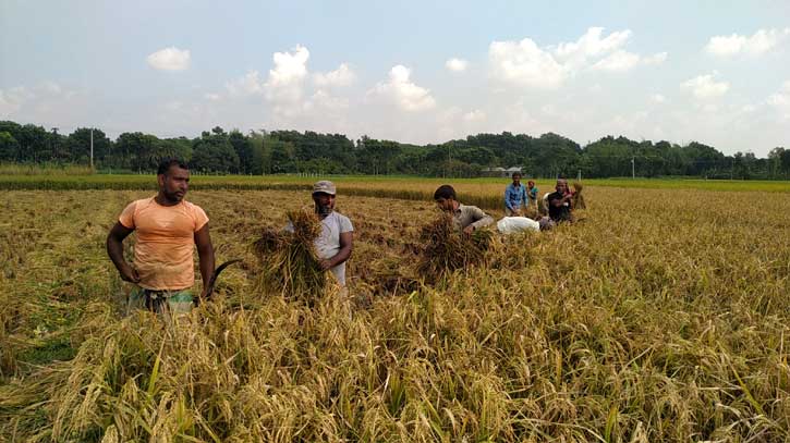 চাটমোহরের রোপা আমন চাষীদের মুখে হাসির ঝিলিক