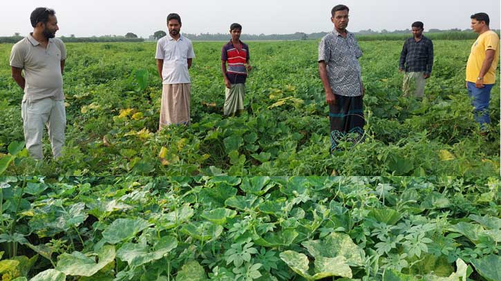 এসিআই ও লাল তীর বীজ কিনে ক্ষতিগ্রস্ত চুয়াডাঙ্গার কুমড়াচাষীরা এসিআই ও লাল তীর বীজ কিনে ক্ষতিগ্রস্ত চুয়াডাঙ্গার কুমড়াচাষীরা