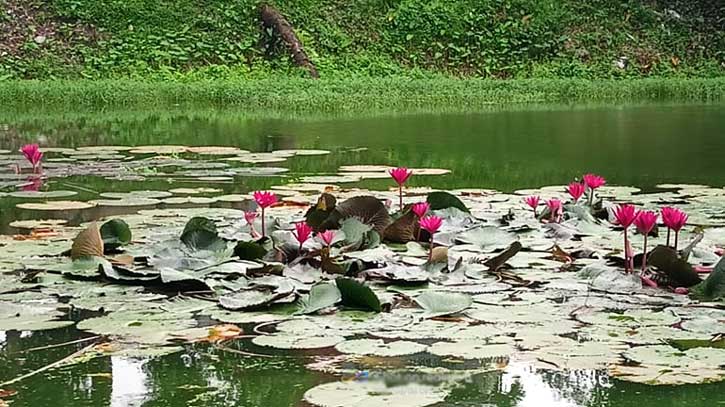 পুকুরের জলে লাল শাপলার হাসি!