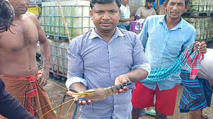 আধা কেজি ওজনের চিংড়ি আধা কেজি ওজনের চিংড়ি