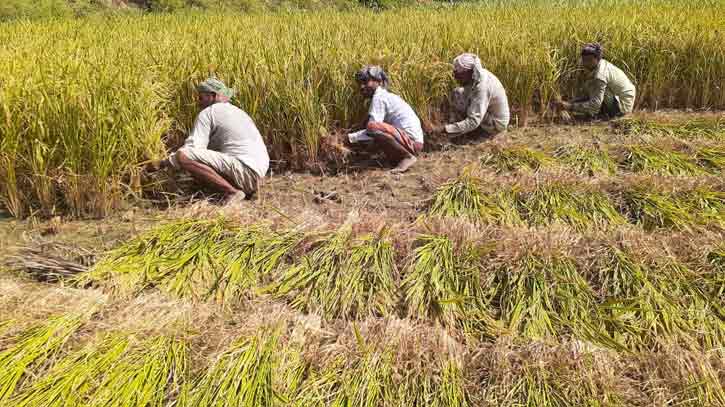 চুয়াডাঙ্গায় সরকারিভাবে ধান-চাল সংগ্রহ শূন্যের কোঠায়