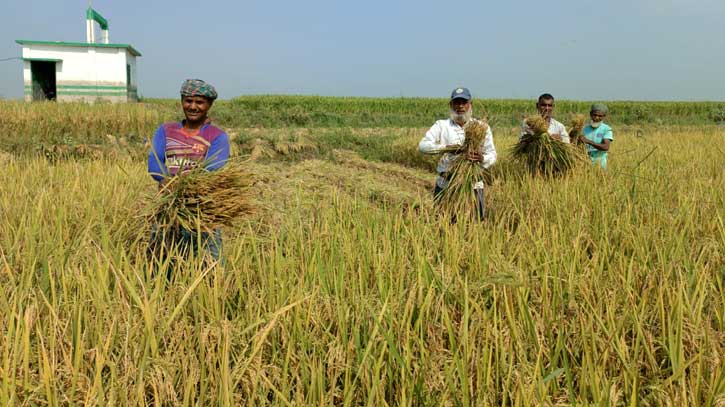 চাটমোহরের বোরো ধানচাষীদের মুখে হাসির ঝিলিক চাটমোহরের বোরো ধানচাষীদের মুখে হাসির ঝিলিক