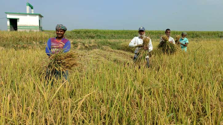 চাটমোহরের বোরো ধানচাষীদের মুখে হাসির ঝিলিক