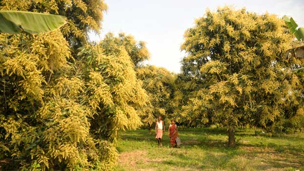 গাছে গাছে আমের মুকুল, বাতাসে পাগল করা ঘ্রাণ