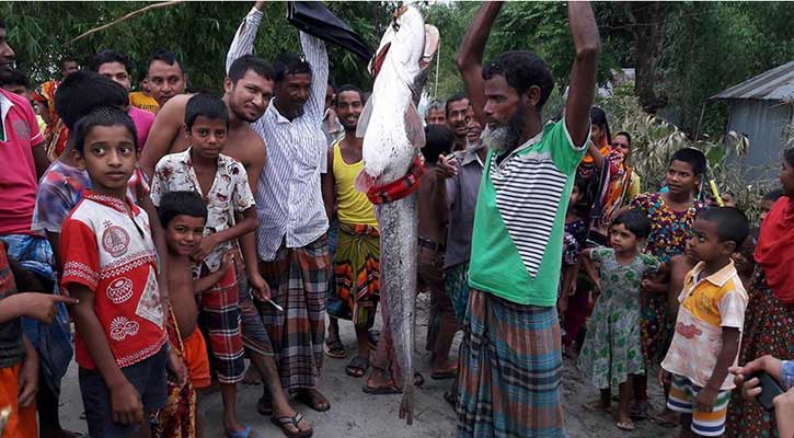 ২২ কেজি ওজনের বোয়াল ২২ কেজি ওজনের বোয়াল