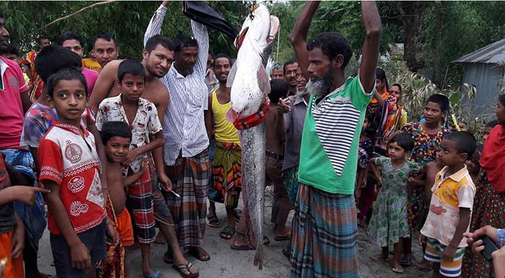 ২২ কেজি ওজনের বোয়াল