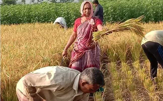 মাধবপুরে কৃষকের ক্ষেতে ধান কেটে দিচ্ছেন শিক্ষিকা ডলি