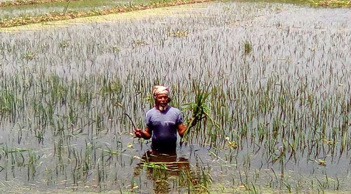 লালমনিরহাটে পানিতে ডুবে পচে যাচ্ছে ধান ক্ষেত