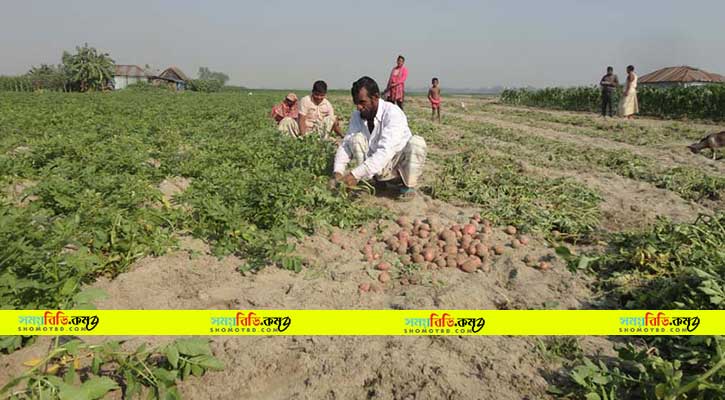 ১০ কেজি আলুতে ১ কেজি চাল ১০ কেজি আলুতে ১ কেজি চাল