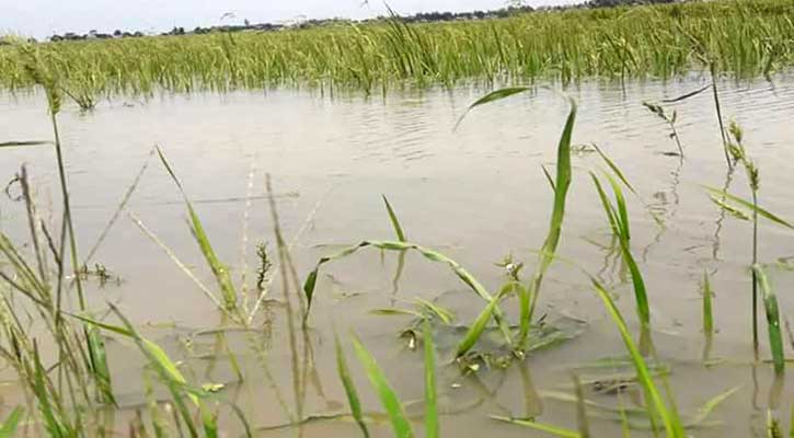 তিস্তায় পানি বৃদ্ধিতে অসময়ে বন্যা, ফসলের ক্ষতি