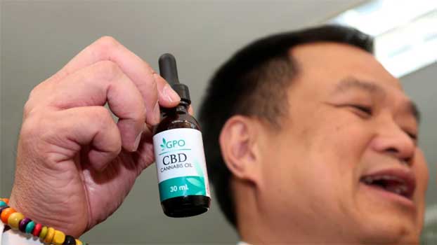 Cannabis oil thailand থাইল্যান্ডে গাঁজা বৈধ ঘোষণা Cannabis oil thailand থাইল্যান্ডে গাঁজা বৈধ ঘোষণা