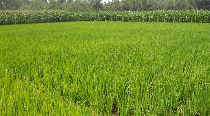 ন্যায্যমূল্য না পাওয়ায় রংপুর অঞ্চলে কমছে ধান চাষ ন্যায্যমূল্য না পাওয়ায় রংপুর অঞ্চলে কমছে ধান চাষ