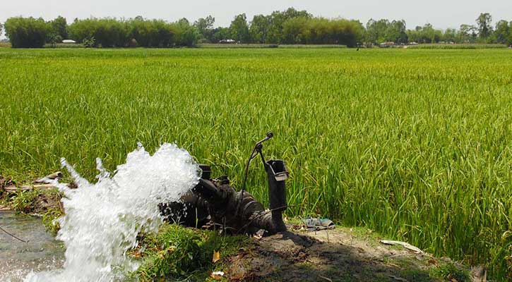 লালমনিরহাটে ইরি বোরো ক্ষেতে নেক ব্লাস্ট রোগ